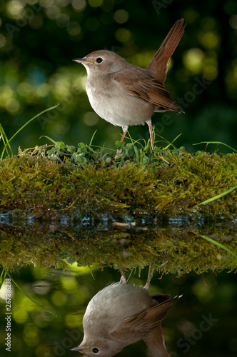 Wallpaper Mural common Nightingale - Luscinia megarhynchos drinking water with reflection Torontodigital.ca