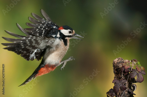 Flying Great Spotted Woodpecker - Dendrocopos major
