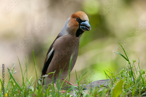 Hawfinch grosbeak - Coccothraustes coccothraustes in the grass eating