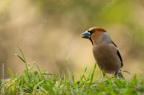 Hawfinch grosbeak - Coccothraustes coccothraustes in the grass eating