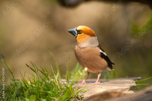 Hawfinch grosbeak - Coccothraustes coccothraustes in the grass eating © JAH