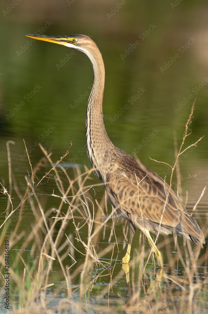 Purple heron in natural habitat - ardea purpurea Purple heron in natural habitat - ardea purpurea