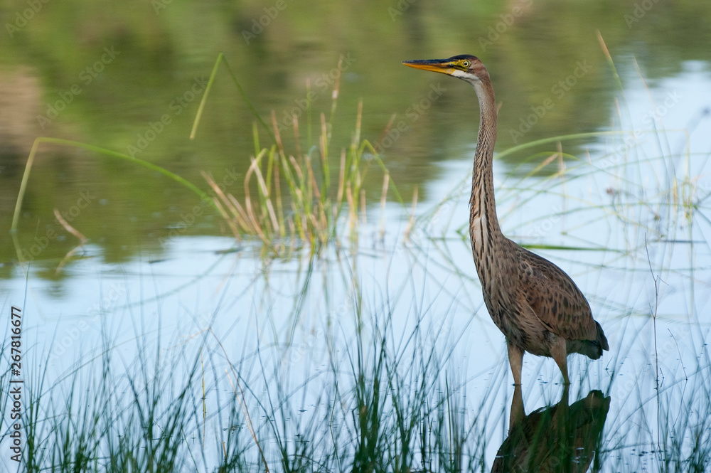 Fototapeta premium Purple heron in natural habitat - ardea purpurea