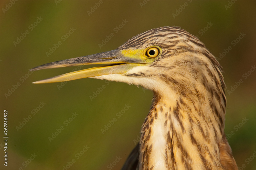 Squacco Heron - Ardeola ralloides portrait in its natural habitat Squacco Heron - Ardeola ralloides portrait in its natural habitat