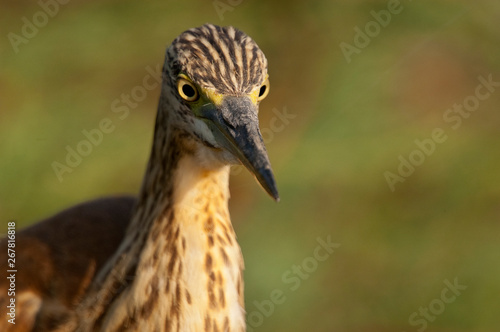 Squacco Heron - Ardeola ralloides portrait in its natural habitat