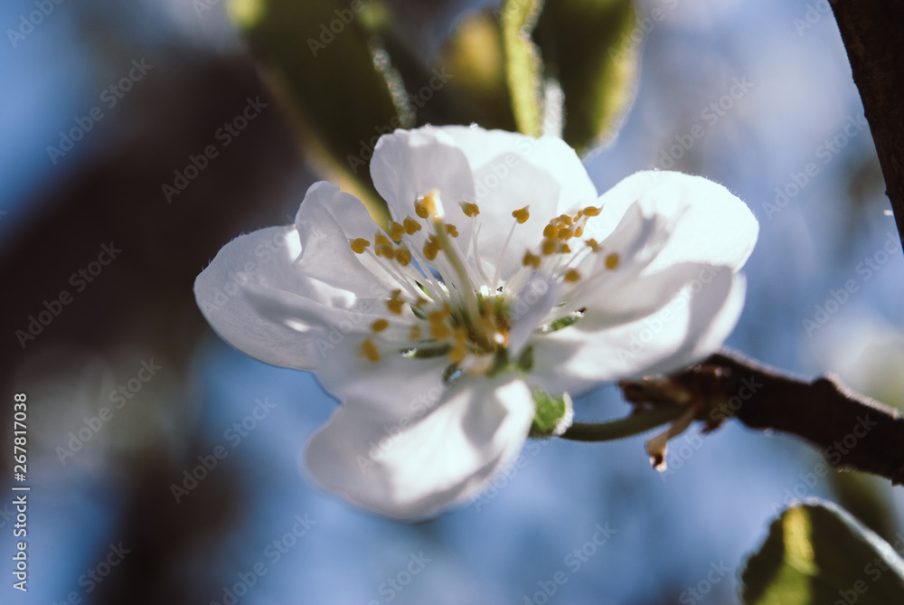 Beautiful cherry flowers. Sakura Beautiful cherry flowers. Sakura