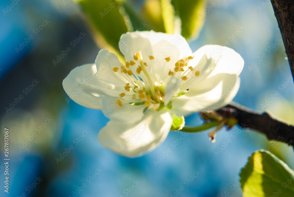 Obraz premium Beautiful cherry flowers. Sakura