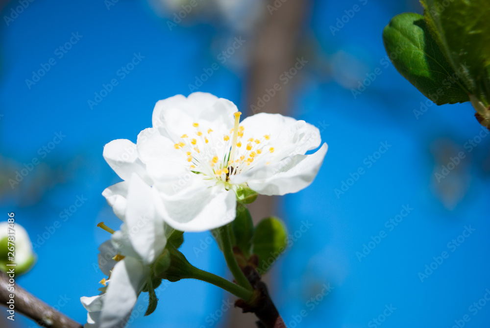 Obraz premium Beautiful cherry flowers. Sakura
