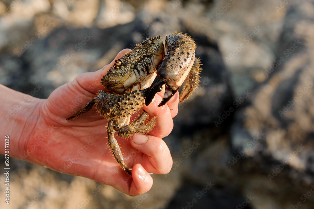 Small crab in human's hand with rocks on the background