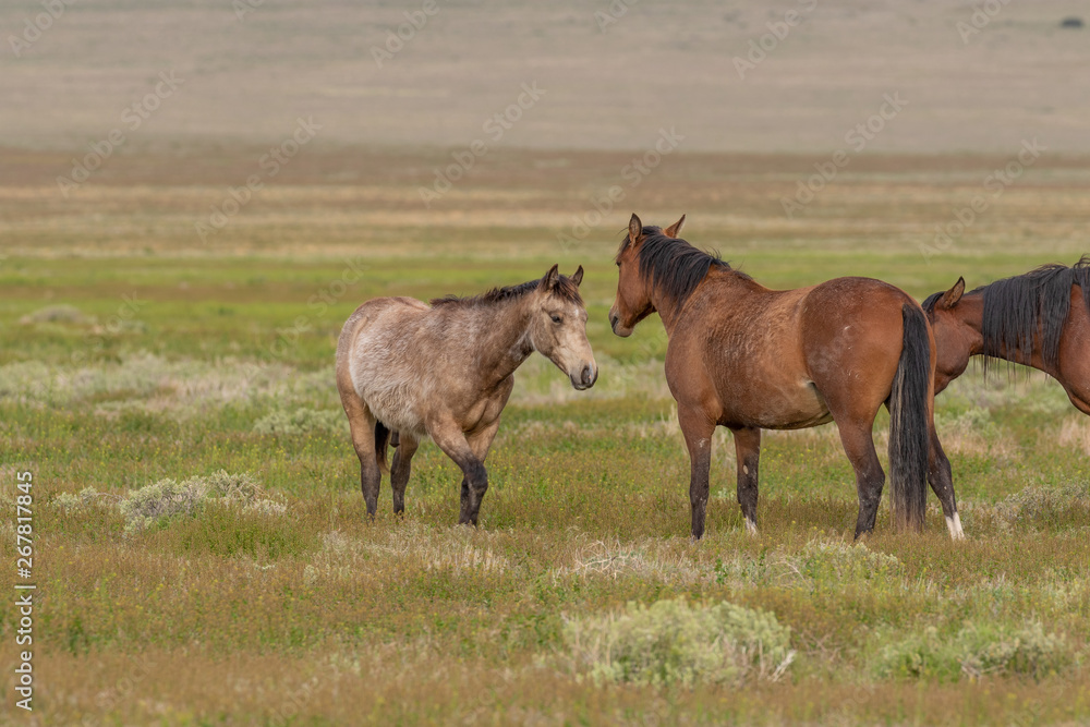 Obraz premium Wild Horses in Spring in the Utah Desert