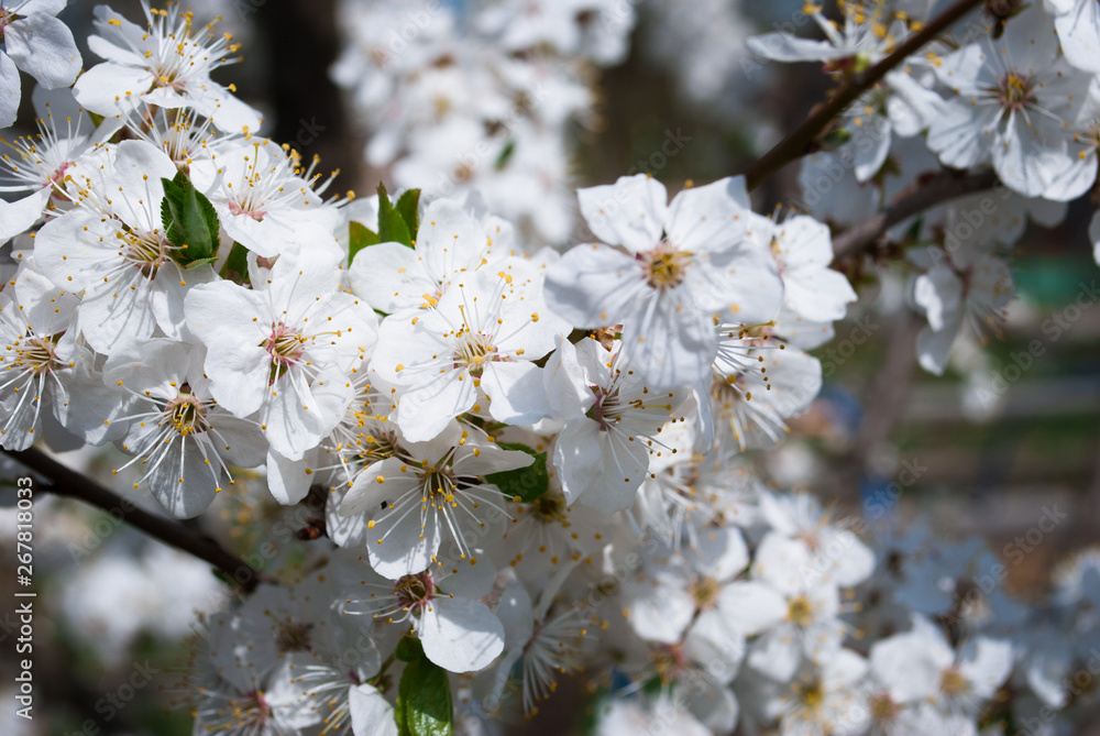 Obraz premium Beautiful cherry flowers. Sakura