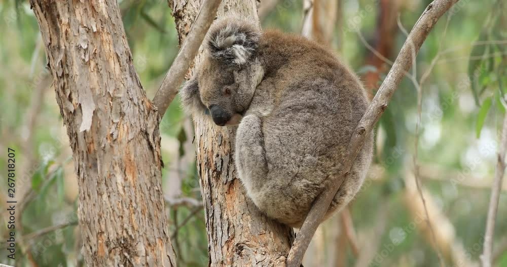 Koala, Phascolarctos cinereus, on a tree 4K Koala, Phascolarctos cinereus, on a tree 4K