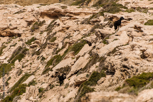 Two goats at rocky ground from above