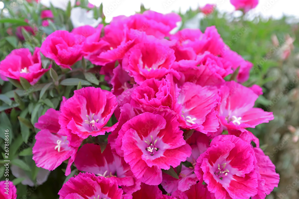 Azalea Flower ; godetia