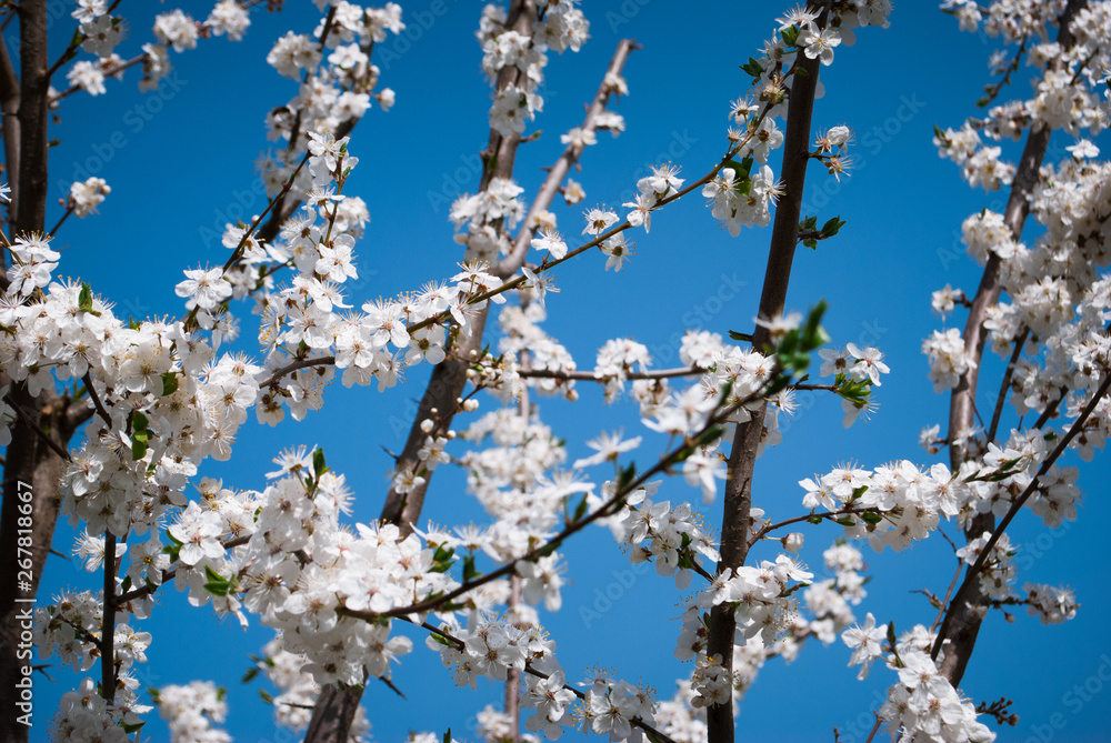 Beautiful cherry flowers. Sakura Beautiful cherry flowers. Sakura