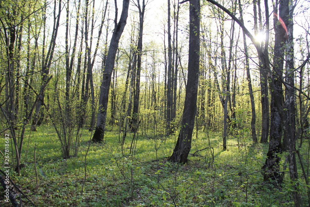 trees in the forest trees in the forest
