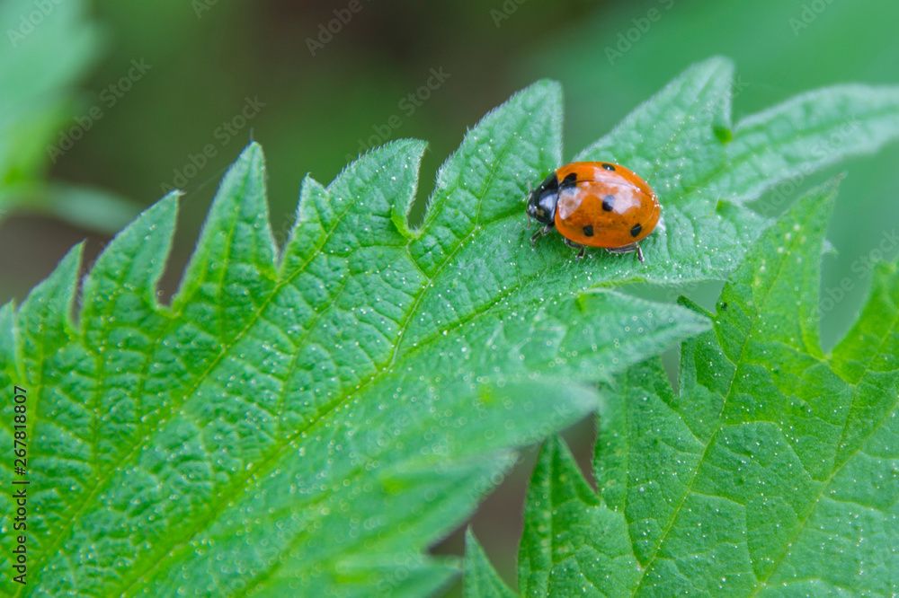 Ladybug on green leaf, ladybird. Macro photography of ladybug on green leaf with green background Ladybug on green leaf, ladybird. Macro photography of ladybug on green leaf with green background