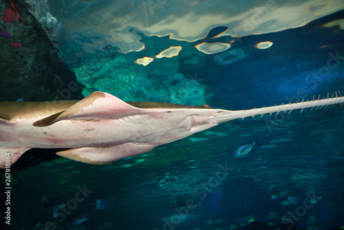 Underside of a smalltooth or green Sawfish a Ray with a flat rostrum with teeth