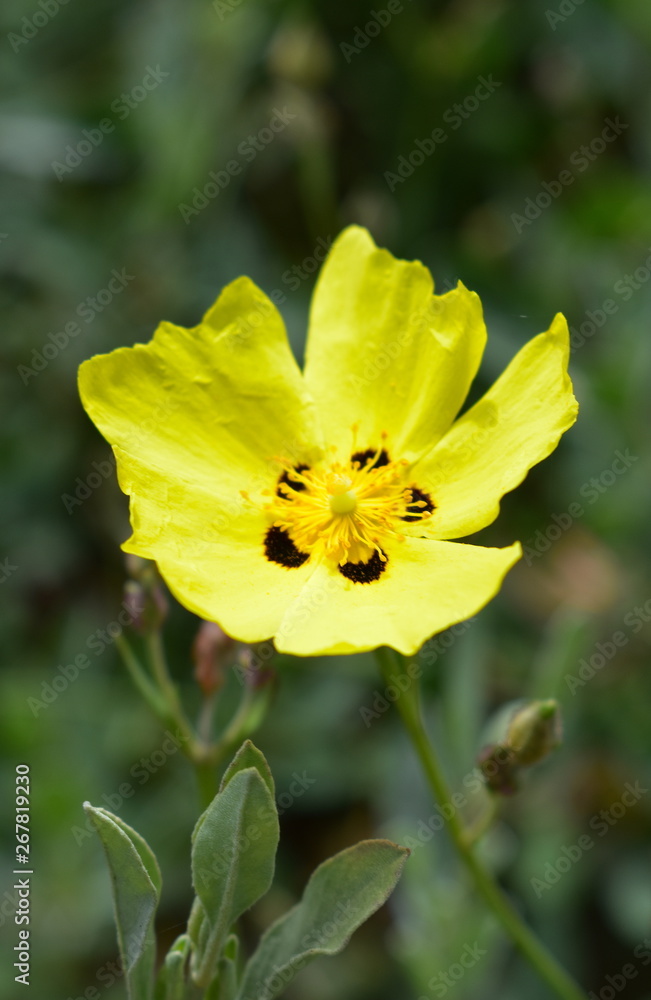 Halimium Flower (Cistus) Halimium Flower (Cistus)