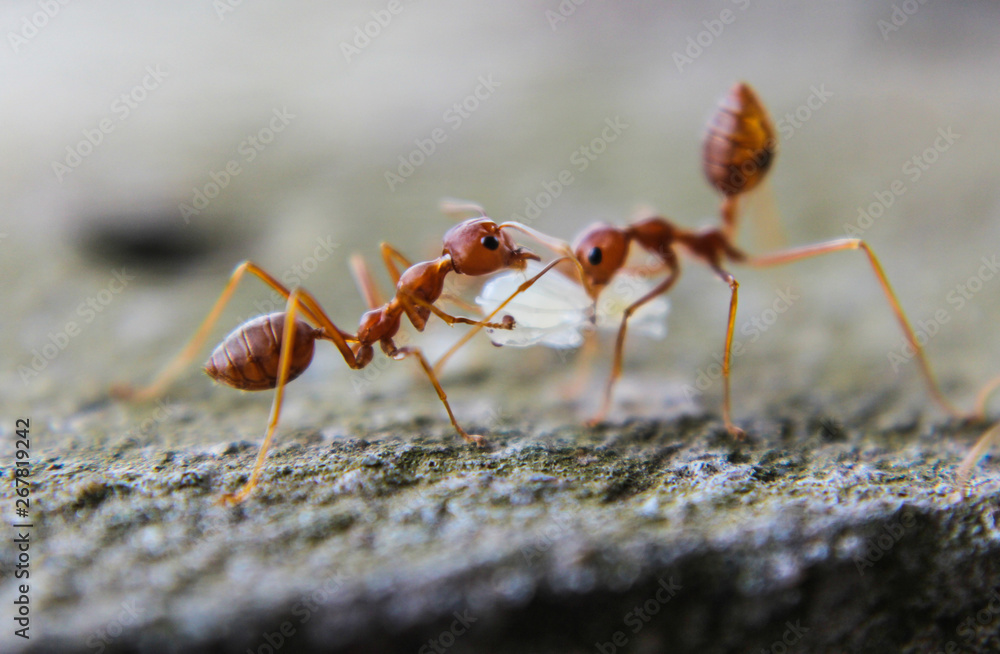 Red imported fire ant,Action of fire ant Red imported fire ant,Action of fire ant