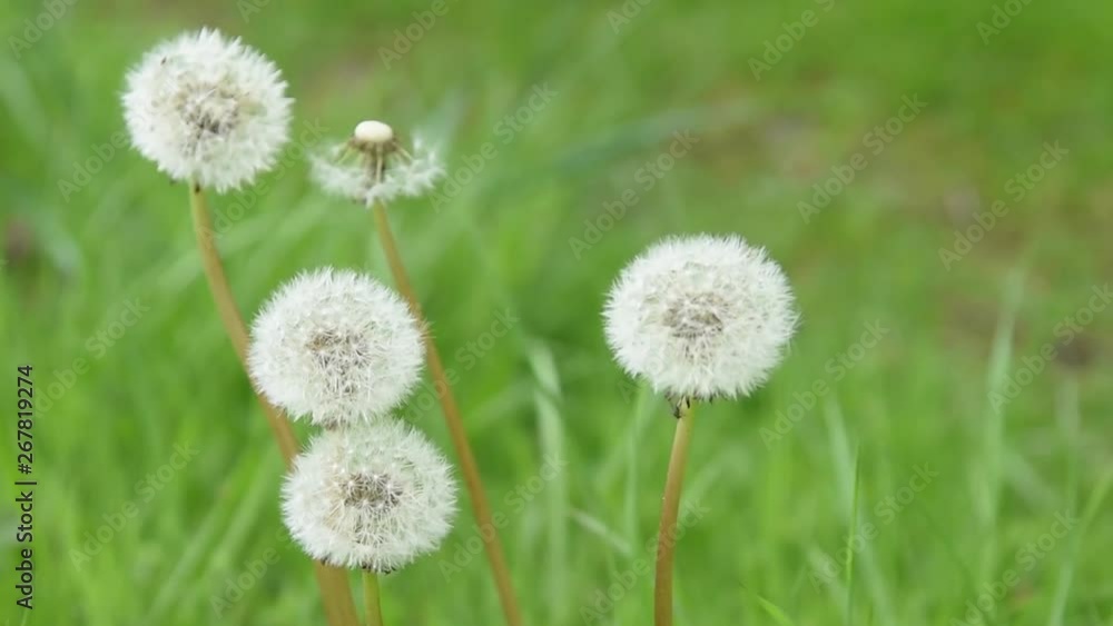 Dandelion seed heads (Taraxacum officinale) Dandelion seed heads (Taraxacum officinale)