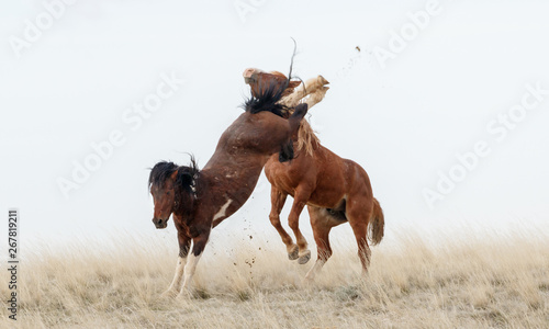 Wild Horses fighting