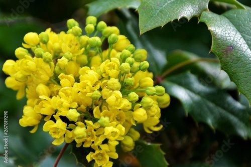 Yellow flowers mahonia Holm in spring garden closeup.