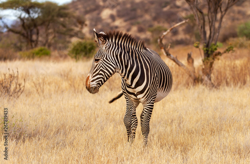 Grevy s Gr  vy s zebra   Equus grevyi  with  black and white stripes in dusty dry scrub. Samburu National Reserve  Kenya  Africa. Endangered species seen on African safari