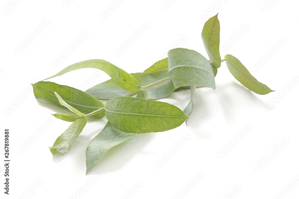Eucalyptus twig (Eucalyptus globules)