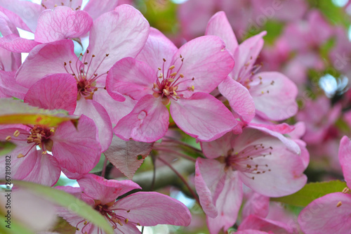 Beautiful Pink sakura flower show details in springtime