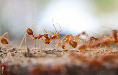 Red imported fire ant,Action of fire ant © NOTE OMG