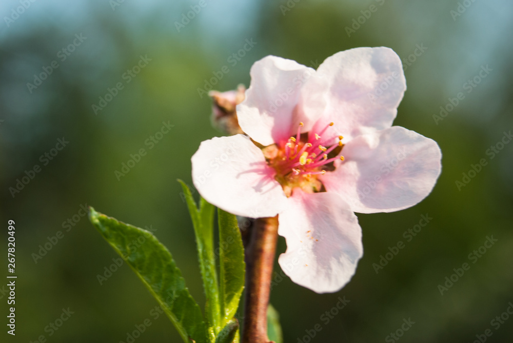 Obraz premium Beautiful cherry flowers. Sakura