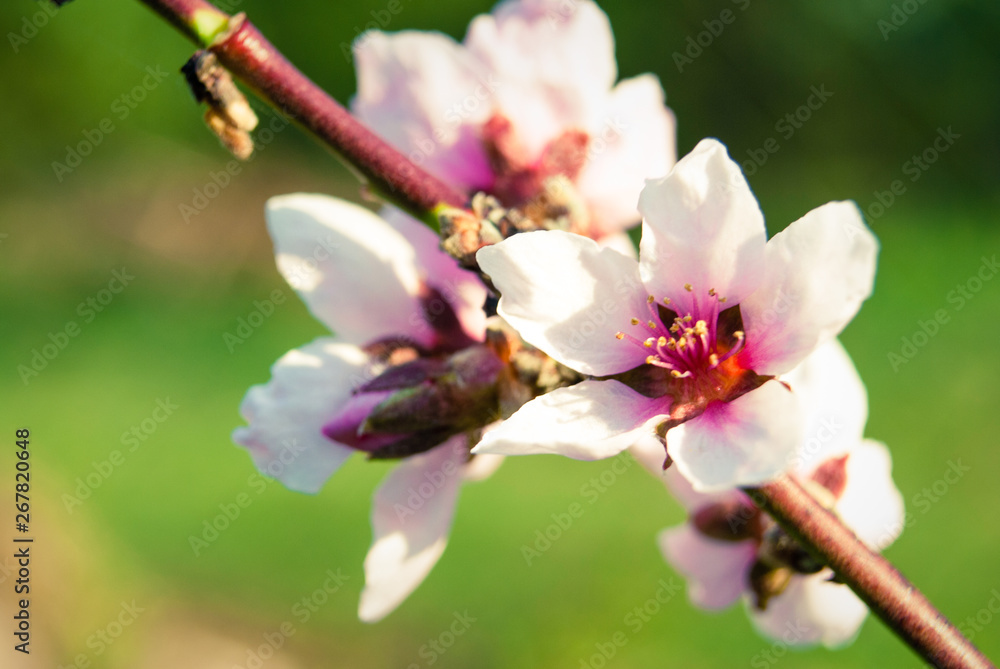 Obraz premium Beautiful cherry flowers. Sakura