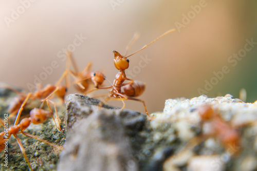 Red Ant or Ant on the stone, macro