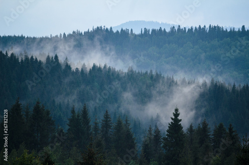 Spring morning, trees in the fog.
