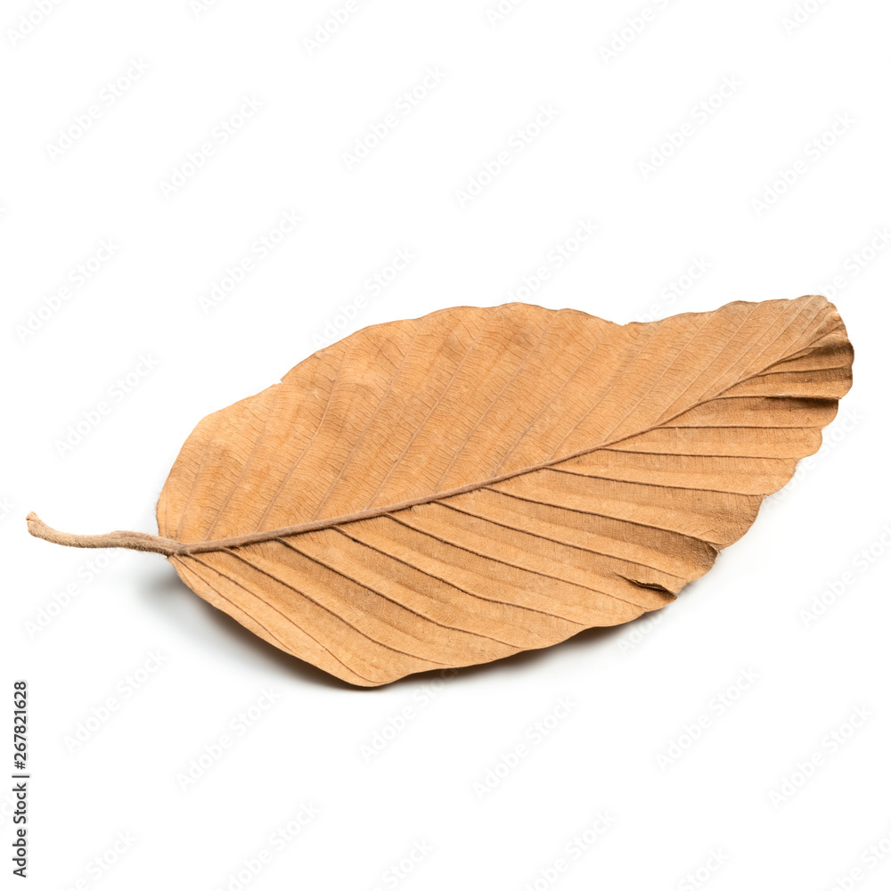 Dry Leaf Isolated