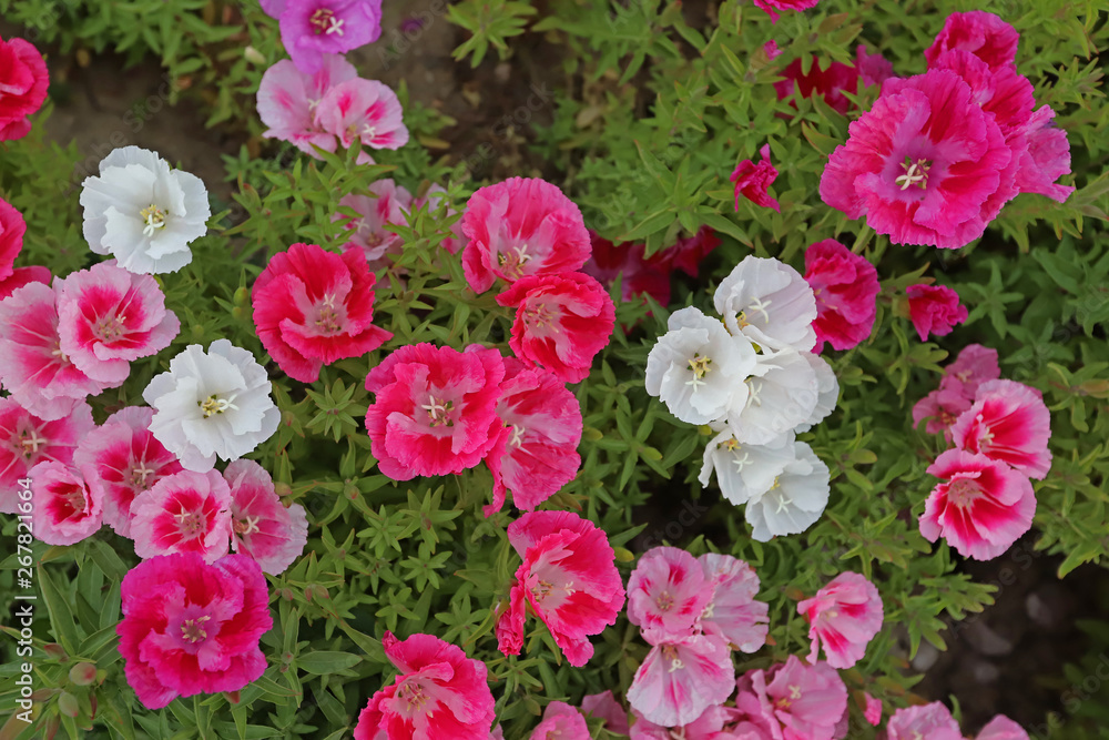 Azalea Flower ; godetia Azalea Flower ; godetia