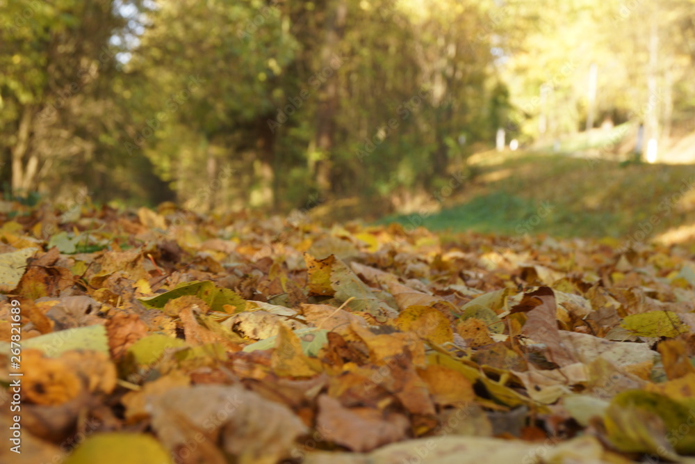 Herbstlaub Herbstlaub