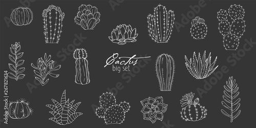 Big set of elements with hand drawn cacti and succulents on a chalkboard background
