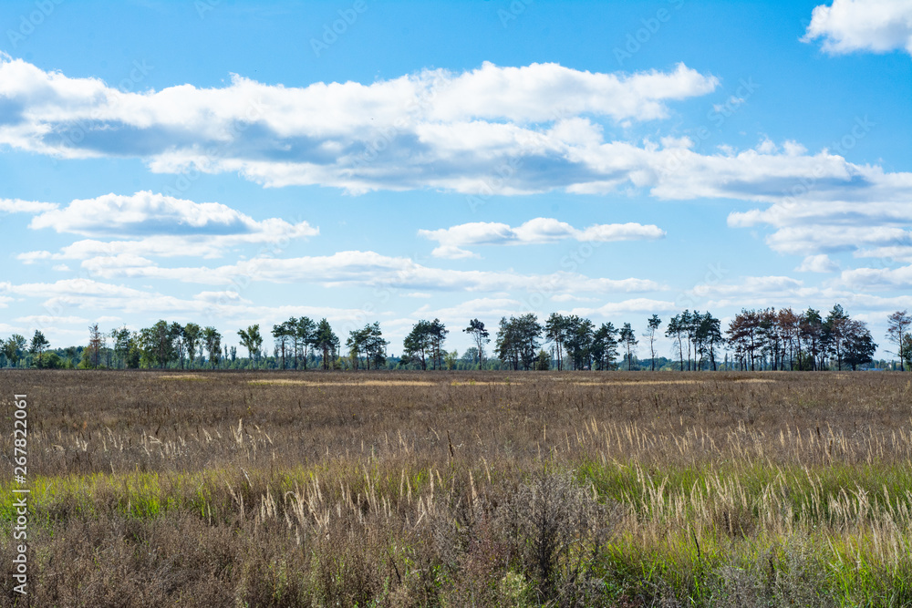 Simple rural landscape: overgrown field and blue sky.