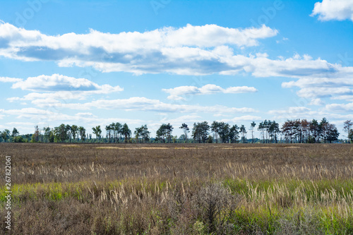 Simple rural landscape  overgrown field and blue sky.