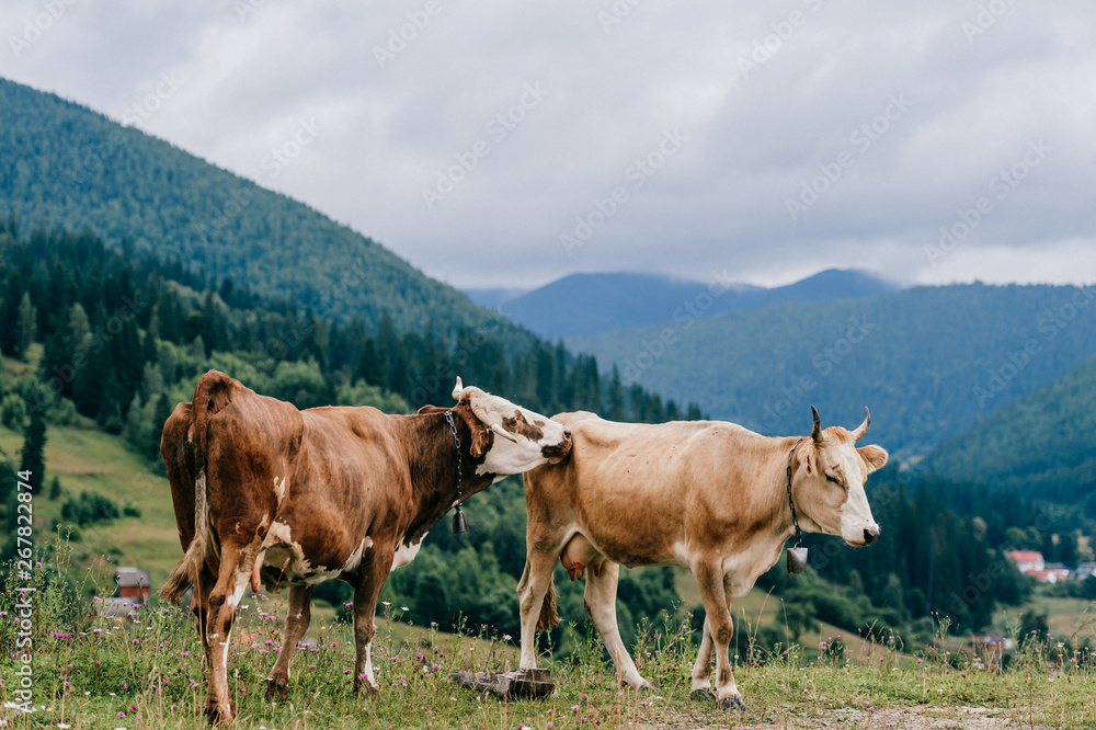 Two funny spotted cows playing sex games on pasture in highland in summer day. Cattle mating on field with beautiful landscape view at mountains and forest on background. Animal mating habits. Two funny spotted cows playing sex games on pasture in highland in summer day. Cattle mating on field with beautiful landscape view at mountains and forest on background. Animal mating habits.