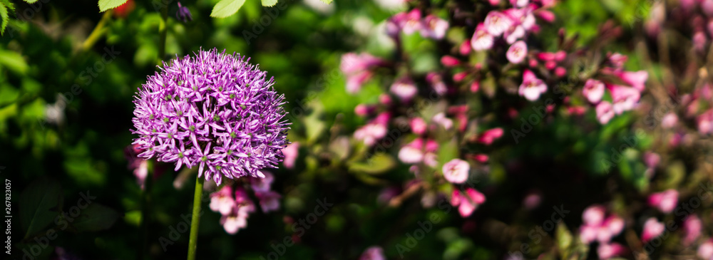 Beautiful purple flower nature background Beautiful purple flower nature background