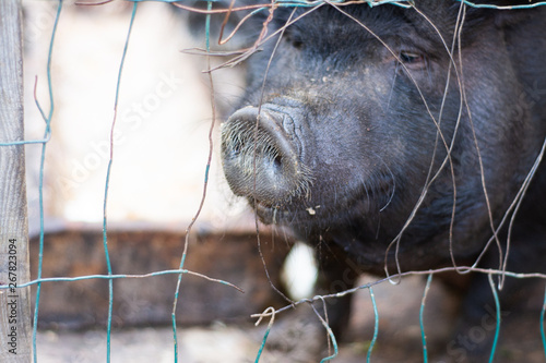 A man photographs a pig behind bars in a zoo on the phone.