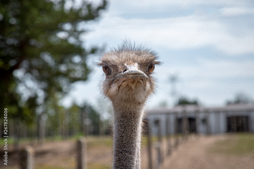 Portrait of ostrich, close up.