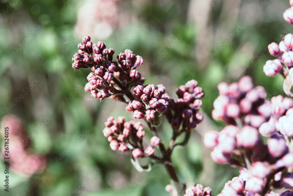 Lilac flowers blooming in may. Lilac flowers blooming in may.