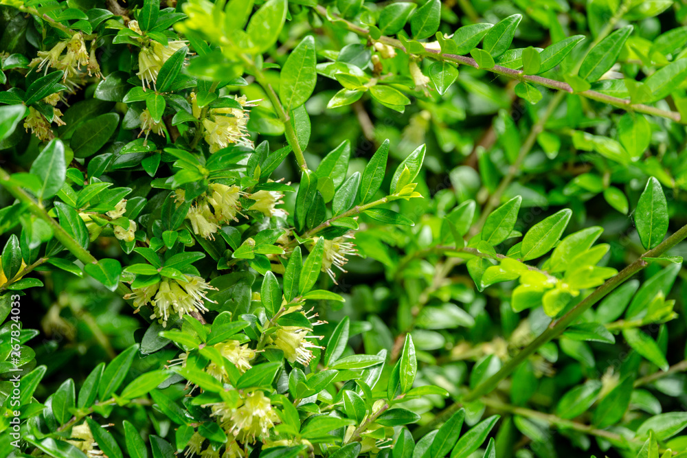 Obraz premium Macro of delicate cream bells blooming honeysuckle Lonicera pileata with small green leaves. Elegant natural background of fine texture for any design Nature concept for design. Selective focus