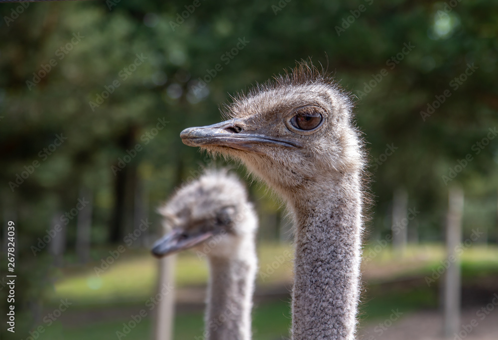 Portrait of ostrich, close up.