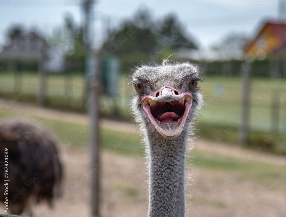 Portrait of ostrich, close up.
