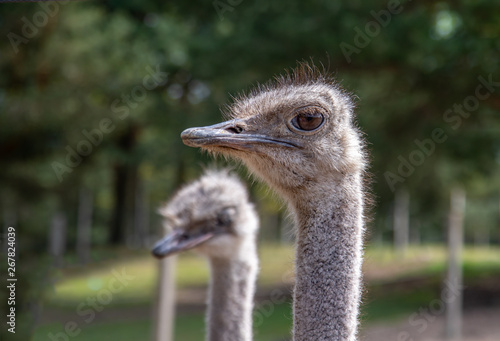Obraz na płótnie Portrait of ostrich, close up. w salonie